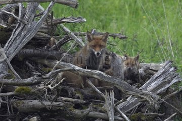 Red fox and young in a pile of branches France