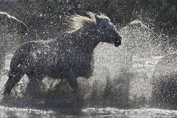 Camargue horse galloping in water Camargue France