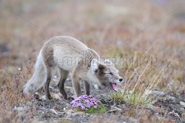 Arctic Fox seeking carrion or other food source at Svalbard