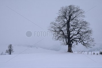 Bäume Silhouetten im Winternebel Auvergne Frankreich