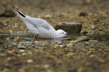 Red-billed gull bathing - New Zealand