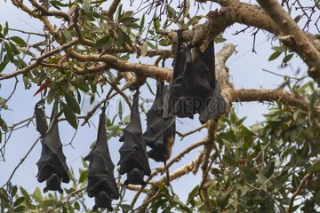 Black Flying Foxes hanging - Queensland Australia
