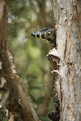 Lace goanna in a tree - Queensland Australia