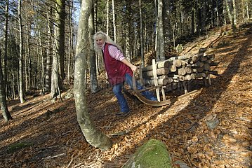 Woman driving a timber sledge in the Massif du Grand Ventron