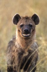 Portrait of Spotted Hyenna in grass Masai Mara Kenya