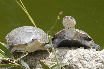 Toad-headed turtle taking their sunbathing on a stone
