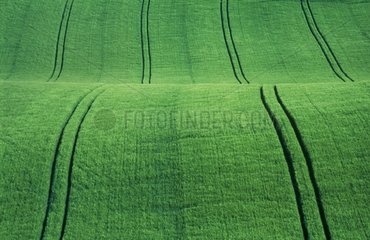 Paysage des Flandres  champ de blé vert