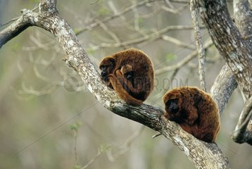 Brown howler Monkey couple and their young at rest Brazil