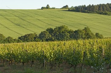 Vignoble et champ de céréale valonné au printemps Yonne