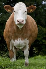 Simmental -Kühe auf einer Wiese in Deutschland