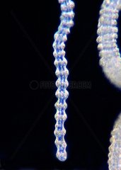 Jellyfish Tentacule 3-4cm summer Méditerranée France