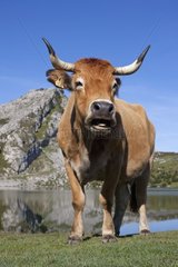 Asturian and Cow Lake Covadonga in Asturias Spain