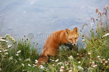 Young Red fox near water