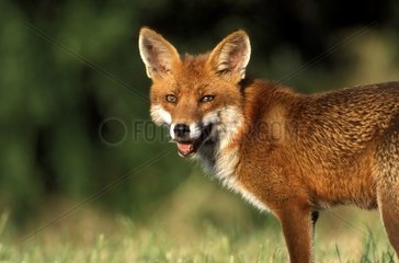 Rote männliche Vosges France Fox