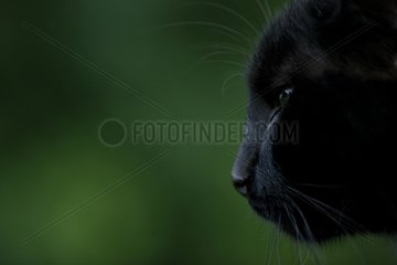 Porträt einer schwarzen Katze