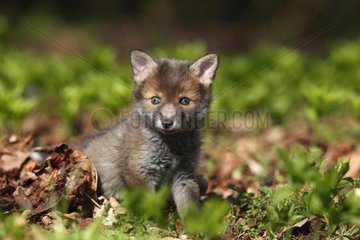 Young Red fox in a clearing spring Great Britain