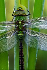 Emperor dragonfly posed on a stem Switzerland