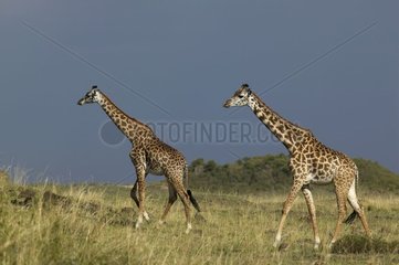Pair of Masai Giraffes walking in savanna Masai Mara Kenya