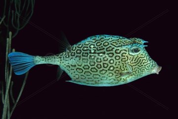 Honeycomb Boxfish swimming Antilles