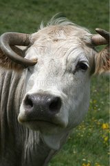 Portrait of a Cow Aubrac Lozère Fance