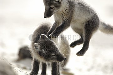 Arctic fox cubs playing on a beach Nunavut Canada