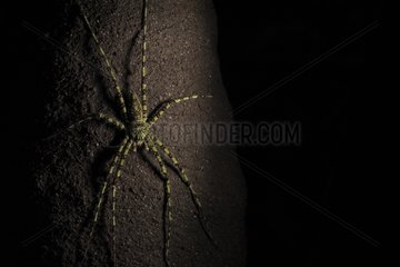 Spider placed on a Termites' nest Way Kambas National Park