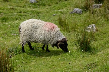 Sheep grazing in an irish meadow