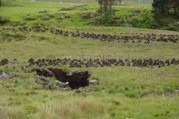 Bricks of peat drying in Ireland