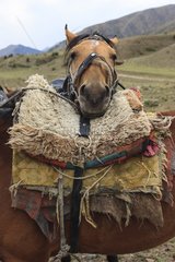Kirghiz Horse resting his head on a saddle - Kyrgyzstan