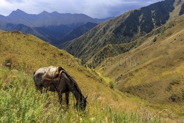 Saddled Kirghiz horse grazing in steppe - Kyrgyzstan