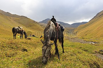 Saddled Kirghiz horses grazing in steppe - Kyrgyzstan