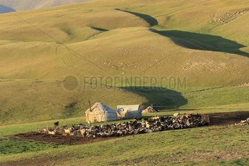 Kirghiz encampment and small livestock - Kyrgyzstan