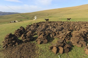 Drying manure plates for fuel - Kyrgyzstan
