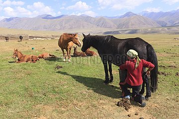 Kyrgyz woman milking a mare - Kyrgyzstan