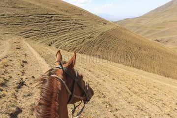 Horse and tracks made by cattle in the hill - Kyrgyzstan