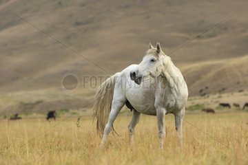 Kyrgyz horse in the pasture - Kyrgyzstan