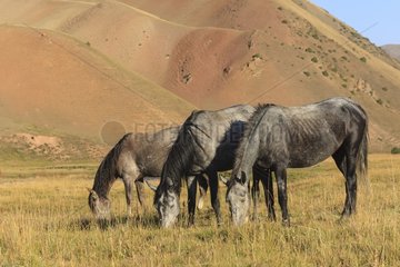 Kyrgyz horses grazing in the pasture - Kyrgyzstan