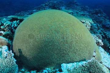 Brain Coral Boularis Noumea