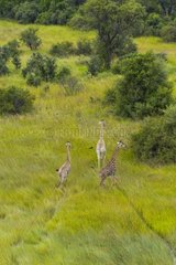 Giraffes in the grass - Okavango Delta Botswana