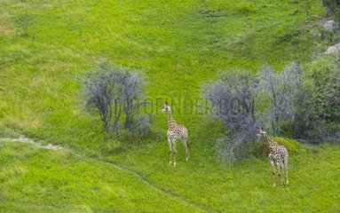 Giraffas in the plain - Okavango Delta Botswana