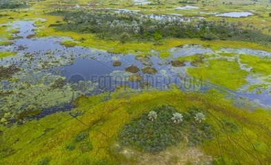 Flooded area in the plain - Okavango Delta Botswana