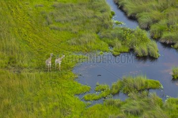 Giraffes at the water's edge - Okavango Delta Botswana