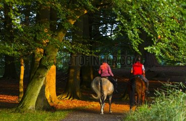 Riders in a forest alley - Denmark Dyrehaven