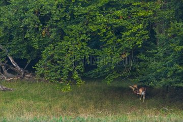 Fallow Deer near the forest - Denmark Dyrehaven
