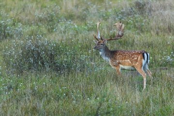 Fallow Deer in a meadow - Denmark Dyrehaven