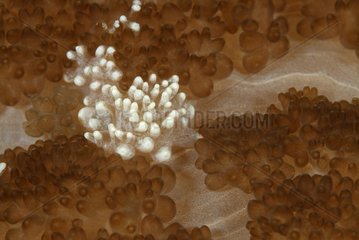 Short tentacules of an Adhesive Sea Anemone Bali Indonesia