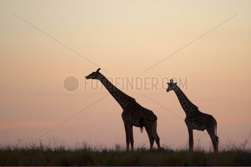 Masai giraffes at sunset Mara National Reserve Kenya