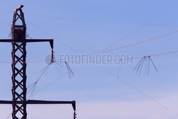 Protection of the birds on a line high voltage