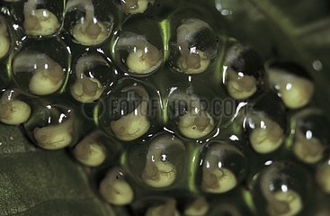 Eggs of Red-eyed Treefrog on a leaf Panama