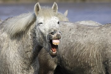 Grimace of a horse Camarguais neighing France
